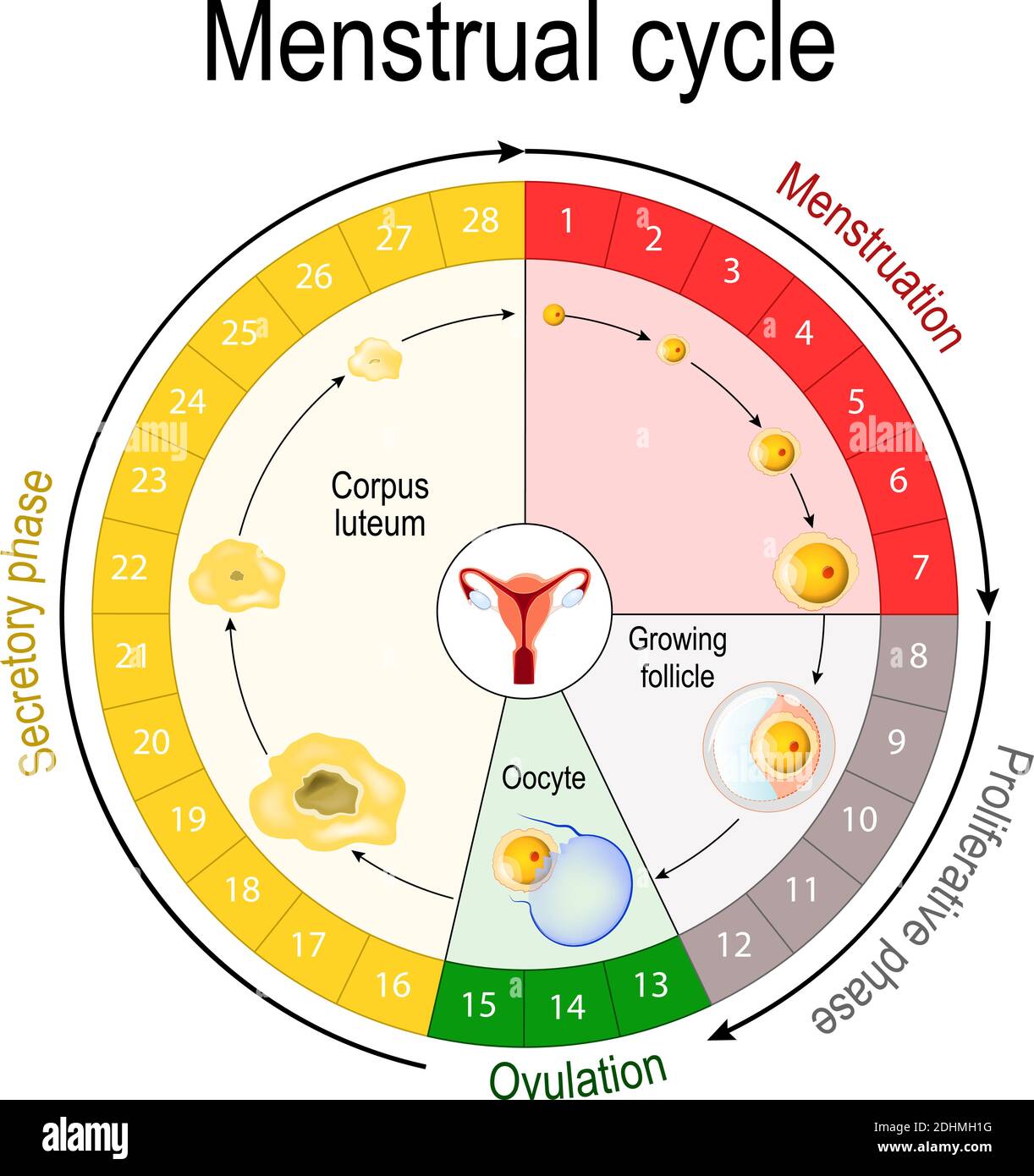 Démystifier le Cycle Menstruel : Vérités et Mythes